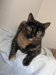 Reunited Female Cat last seen Near Adelyn Way, Pflugerville, Texas, Pflugerville, TX 78660