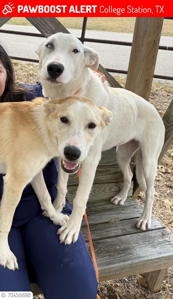 Lost Female Dog last seen Saddle creek, College Station, TX 77845