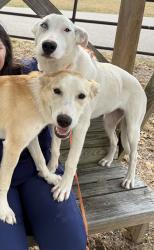 Lost Female Dog last seen Saddle creek, College Station, TX 77845
