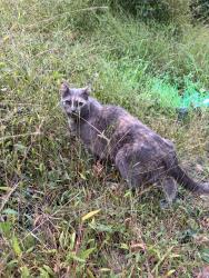 Found/Stray Unknown Cat last seen On Breading Ave, Pittsburgh, PA 15202