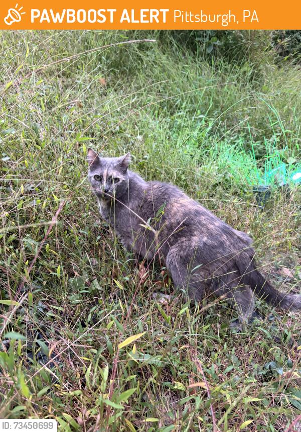 Found/Stray Unknown Cat last seen On Breading Ave, Pittsburgh, PA 15202