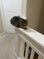 Lost Male Cat last seen My patio, Raleigh, NC 27616