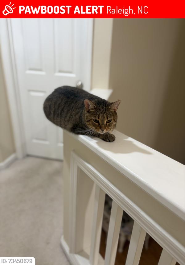 Lost Male Cat last seen My patio, Raleigh, NC 27616