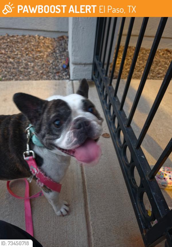 Found/Stray Female Dog last seen Colonial bluff, El Paso, TX 79928