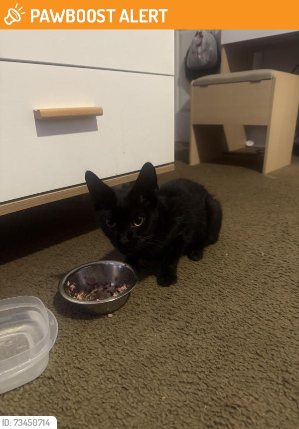 Found/Stray Male Cat last seen Family dollar, West Palm Beach, FL 33407