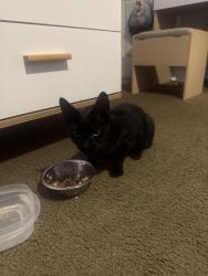 Found/Stray Male Cat last seen Family dollar, West Palm Beach, FL 33407