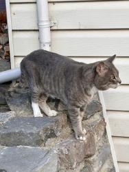 Found/Stray Unknown Cat last seen Balboa street my backyard, San Francisco, CA 94122