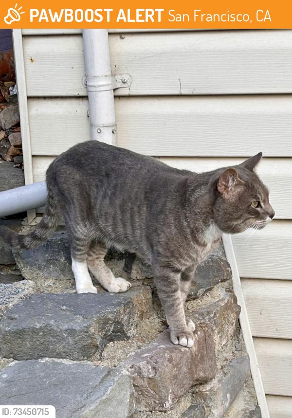 Found/Stray Unknown Cat last seen Balboa street my backyard, San Francisco, CA 94122