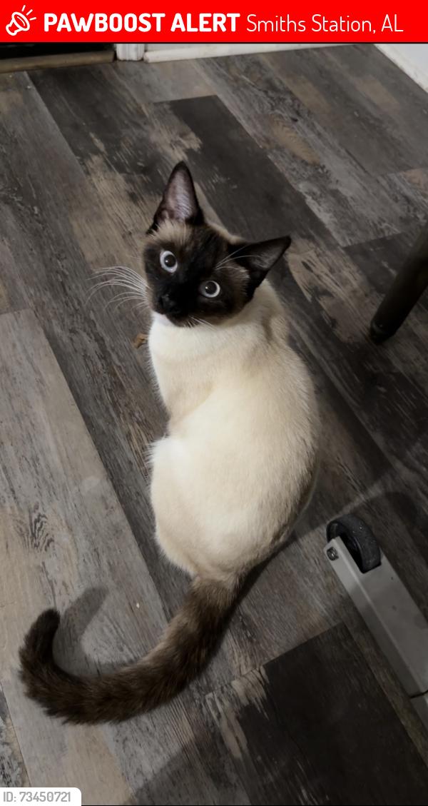 Lost Female Cat last seen Hidden creek subdivision, Smiths Station, AL 36877