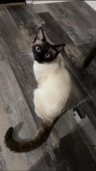 Lost Female Cat last seen Hidden creek subdivision, Smiths Station, AL 36877