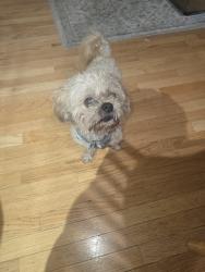 Found/Stray Male Dog last seen Ruth and Minnehaha, Saint Paul, MN 55119