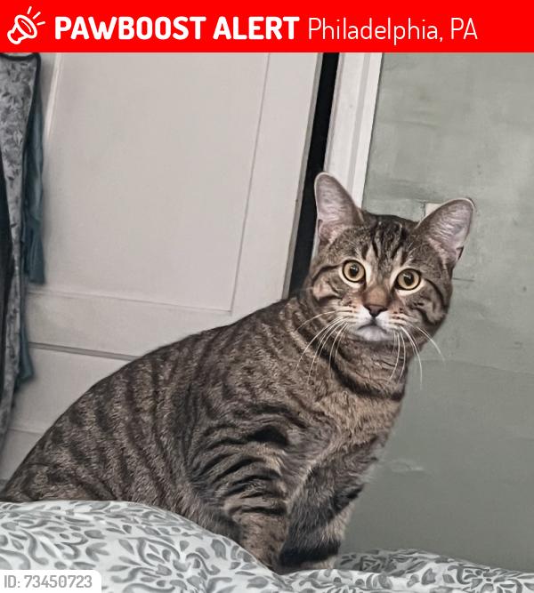 Lost Male Cat last seen Cecil B Moore avenue, Philadelphia, PA 19121