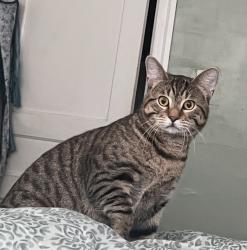 Lost Male Cat last seen Cecil B Moore avenue, Philadelphia, PA 19121