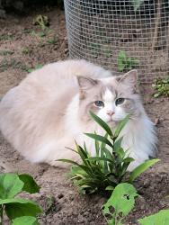 Lost Female Cat last seen McCowan road and Phyllis ave, Toronto, ON 