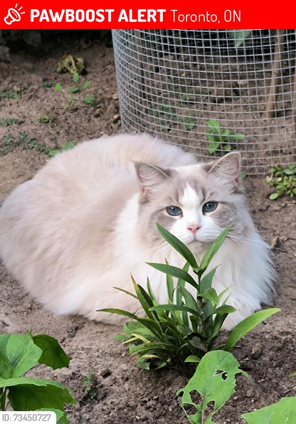 Lost Female Cat last seen McCowan road and Phyllis ave, Toronto, ON 