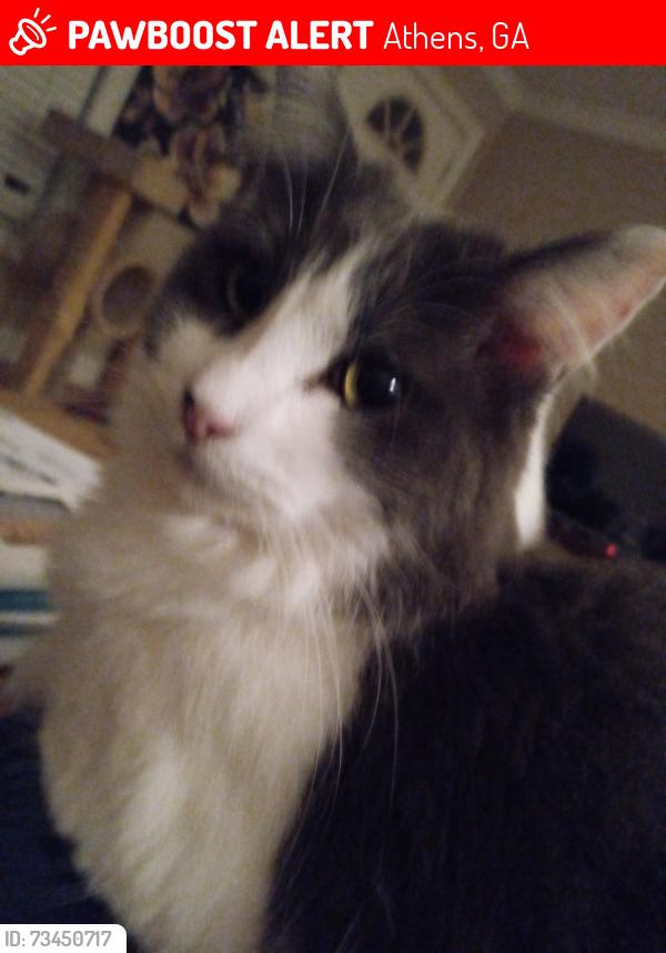 Lost Male Cat last seen Mitchell Bridge Road and Westchester Dr, Athens, GA 30606