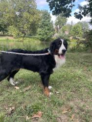 Reunited Female Dog last seen Lagoon drive, Union, Forest park, St. Louis, MO 63108