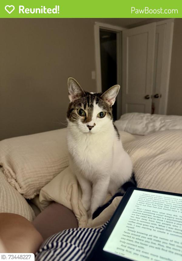 Reunited Female Cat last seen Morningside Avenue, Fairview, NJ 07022