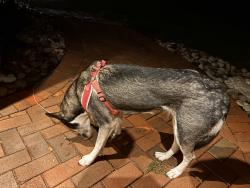 Found/Stray Female Dog last seen W Calvary rd, Duluth, MN 55803