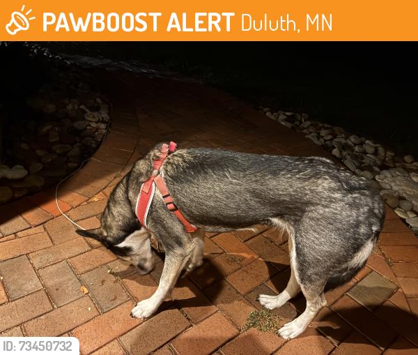 Found/Stray Female Dog last seen W Calvary rd, Duluth, MN 55803