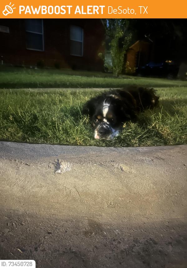 Found/Stray Male Dog last seen The meadows and plesant run, DeSoto, TX 75115