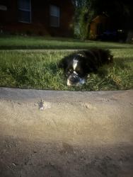 Found/Stray Male Dog last seen The meadows and plesant run, DeSoto, TX 75115