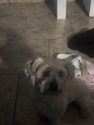 Reunited Male Dog last seen Sheehy, R st, Merced, CA 95341