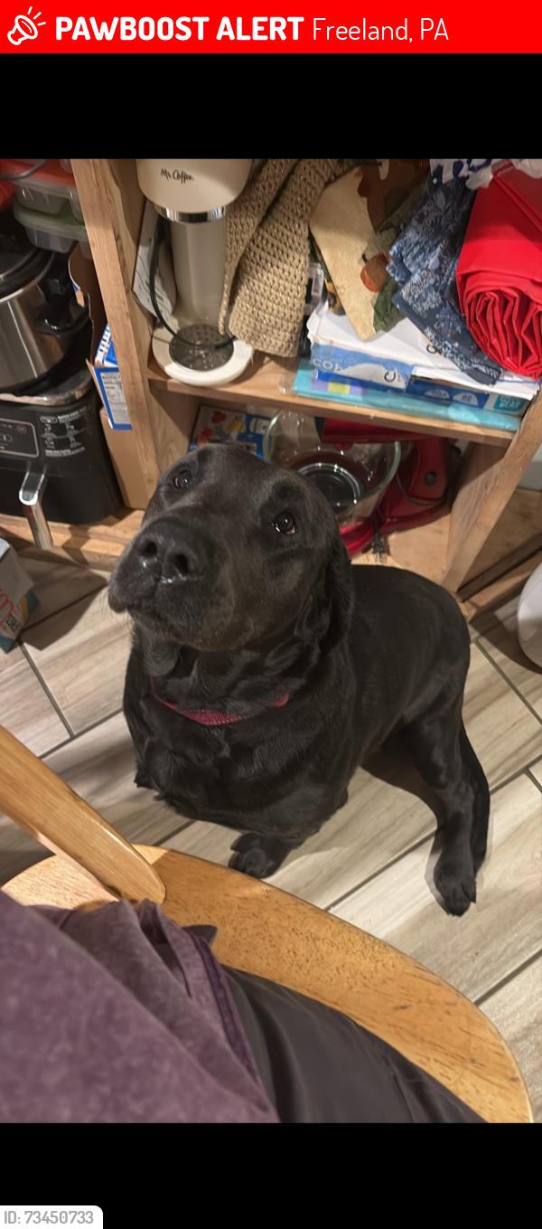 Lost Female Dog last seen By a cemetery, Freeland, PA 18224