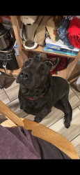 Lost Female Dog last seen By a cemetery, Freeland, PA 18224