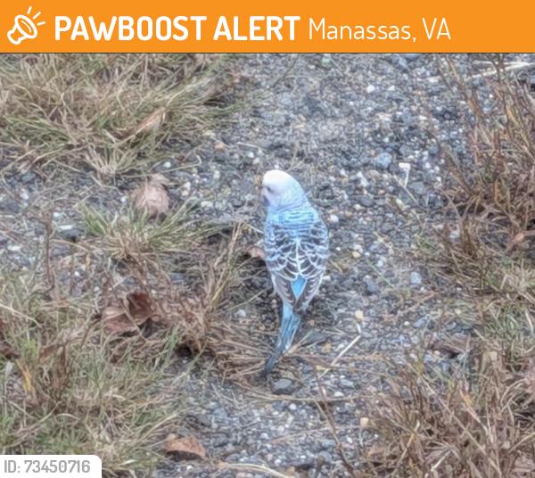 Found/Stray Unknown Bird last seen Brookmead and Leroux, Manassas, VA 20112