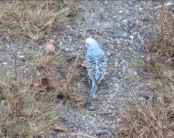 Found/Stray Unknown Bird last seen Brookmead and Leroux, Manassas, VA 20112