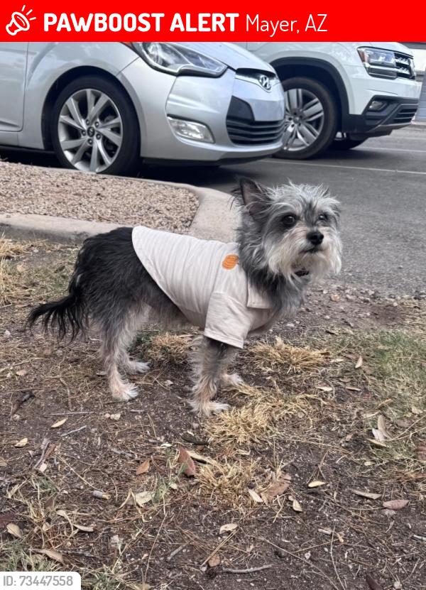 Lost Male Dog last seen Rest stop, Mayer, AZ 86333