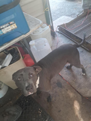 Found/Stray Male Dog last seen Near south hallen park chananoga tennessee, Shelbyville, TN 37160