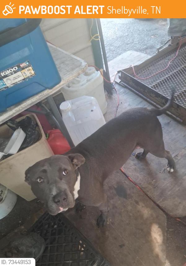 Found/Stray Male Dog last seen Near south hallen park chananoga tennessee, Shelbyville, TN 37160