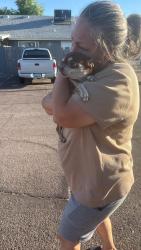 Reunited Male Dog last seen 59th Ave and Bethany home, Glendale, AZ 85301