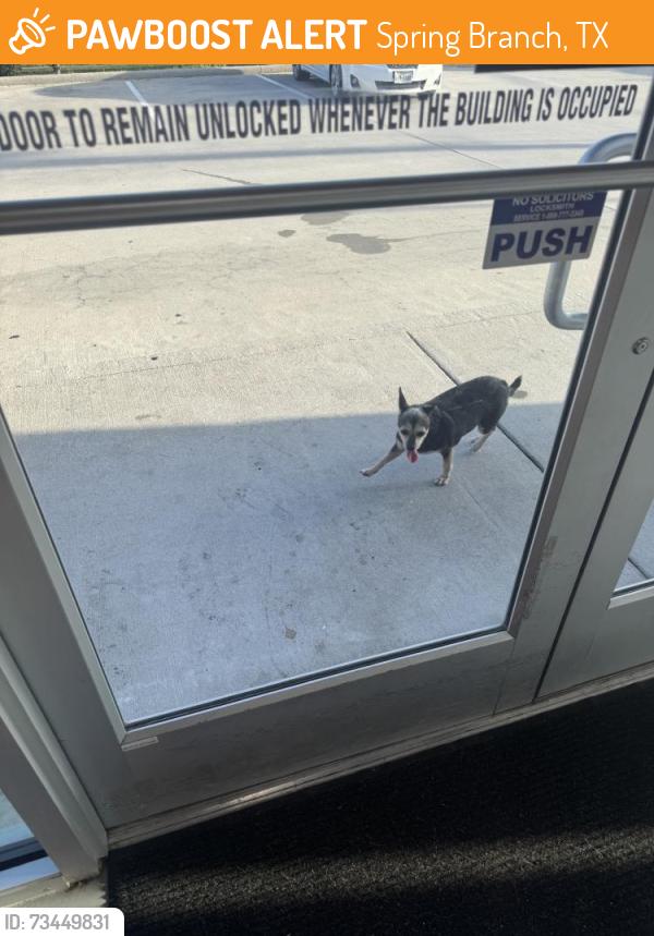 Found/Stray Female Dog last seen Hammerly ,, Spring Branch, TX 78070