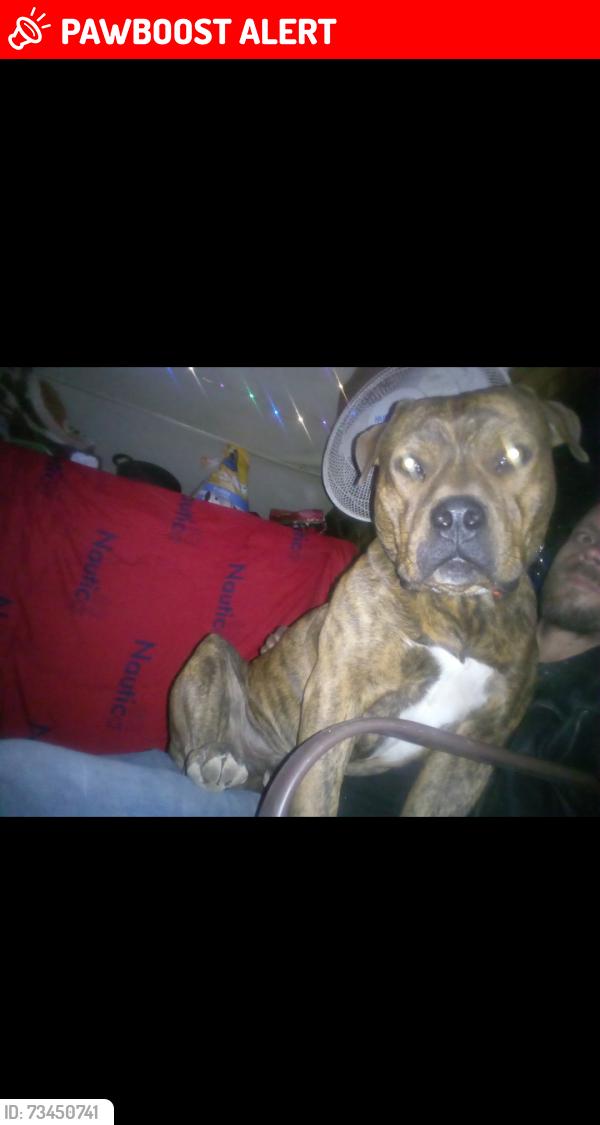 Lost Male Dog last seen Ave h and 15th st east, Los Angeles County, CA 93535