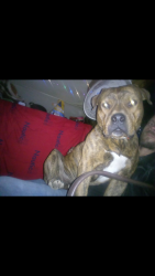 Lost Male Dog last seen Ave h and 15th st east, Los Angeles County, CA 93535
