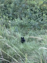 Found/Stray Unknown Cat last seen Off Carey Station Road, Greensboro, GA 30642