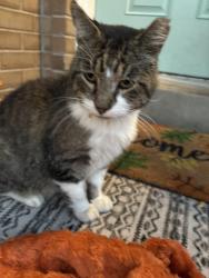 Found/Stray Male Cat last seen Near south 700 west, Murray, UT 84107