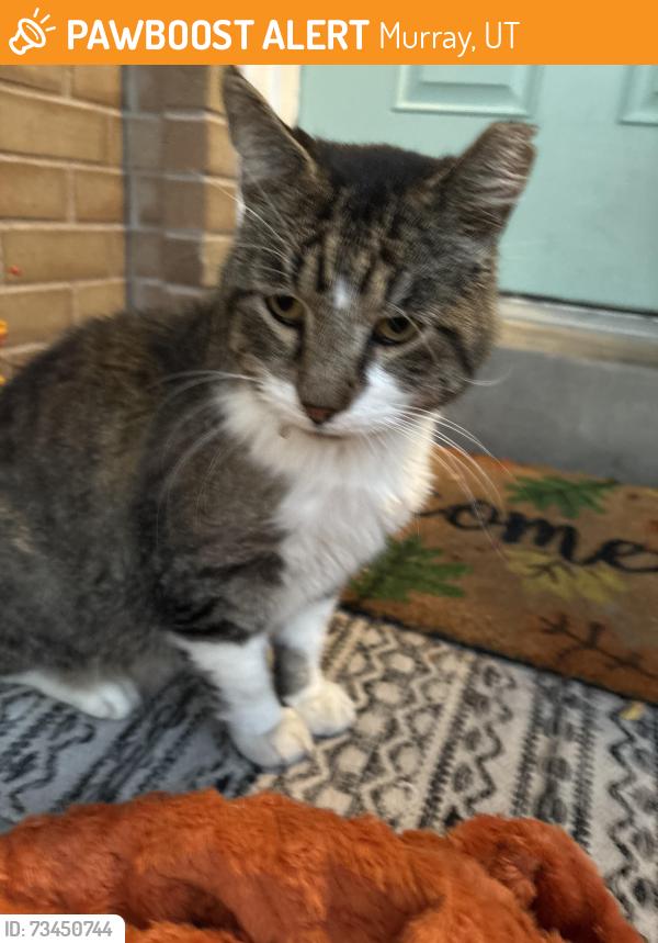 Found/Stray Male Cat last seen Near south 700 west, Murray, UT 84107