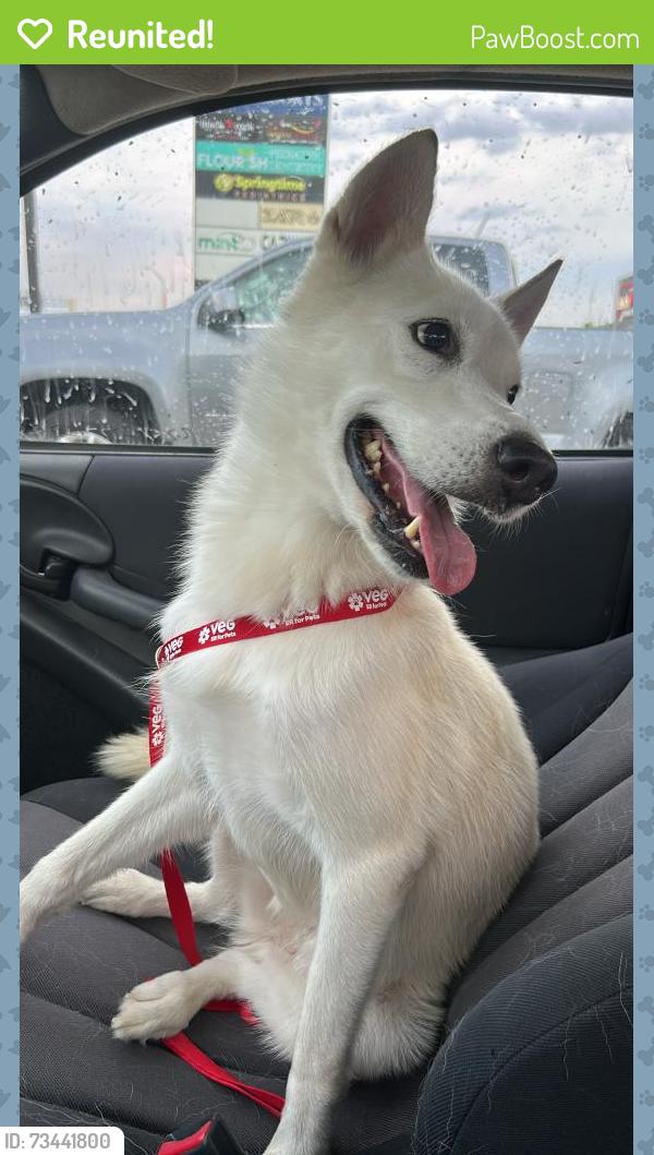 Reunited Female Dog last seen Spindletree lane, Pattison, TX 77423