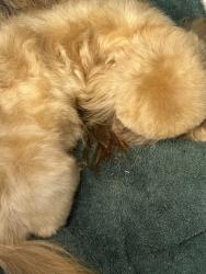 Reunited Male Dog last seen In Shaw’s nature reserve. Morton lane, Gray Summit, MO 63039