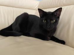 Lost Female Cat last seen Weston hills, Weston, FL 33332