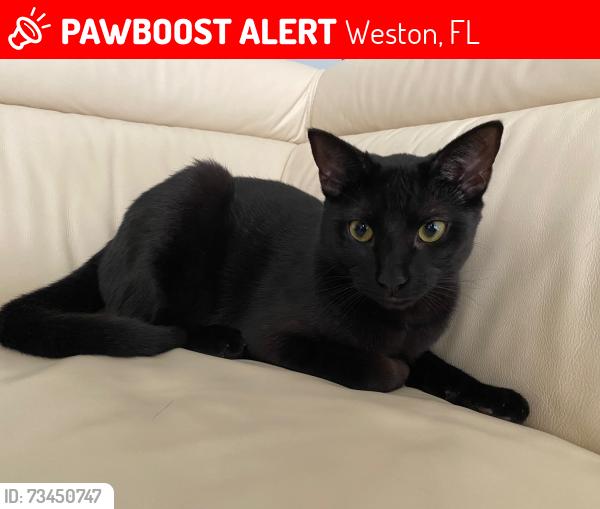 Lost Female Cat last seen Weston hills, Weston, FL 33332