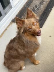Reunited Male Dog last seen Near the street gum road by the holiday inn, Chesapeake, VA 23321