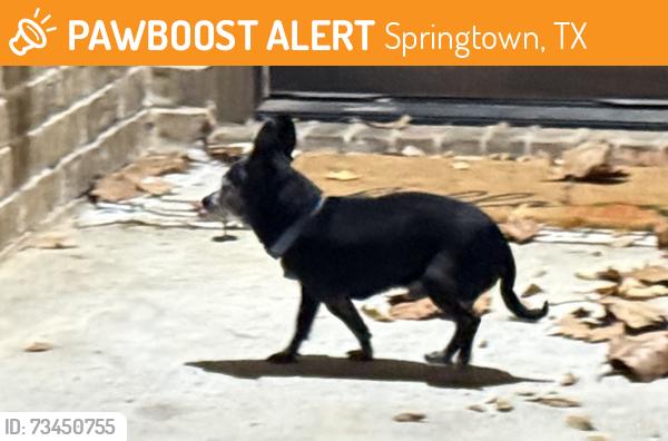 Found/Stray Unknown Dog last seen NEAR Springtown Elu, Springtown, TX 76082