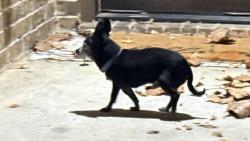 Found/Stray Unknown Dog last seen NEAR Springtown Elu, Springtown, TX 76082