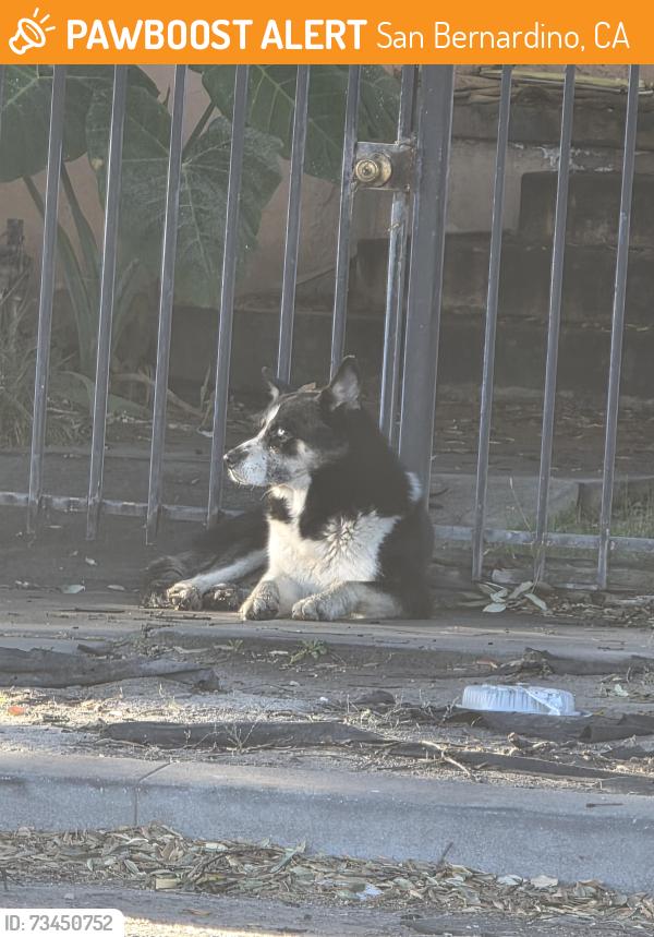 Found/Stray Male Dog last seen Mt view and 8th st, San Bernardino, CA 92401