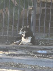 Found/Stray Male Dog last seen Mt view and 8th st, San Bernardino, CA 92401